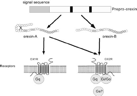 Schematic Representation Of Orexin System Orexin A And Orexinb Are