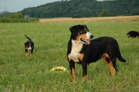 entlebuch cattle dog | Entlebucher Sennenhund, Entlebuch Cattle Dog ...