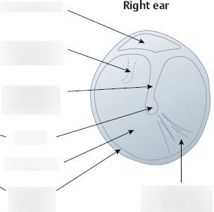 Tympanic membrane diagram Diagram | Quizlet