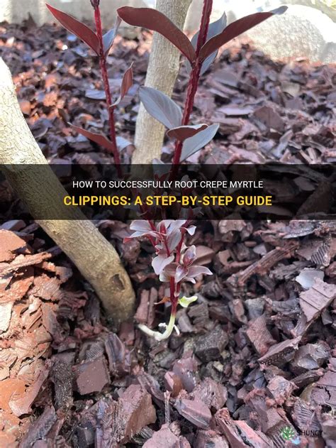 How To Successfully Root Crepe Myrtle Clippings A Step By Step Guide Shuncy