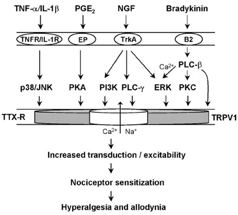 Induction Of Nociceptor Sensitization Download Scientific Diagram