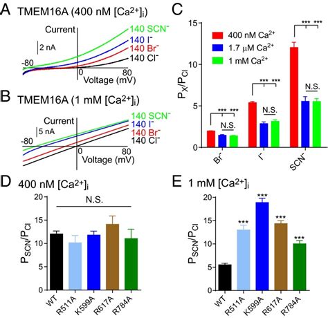 Four Basic Residues Critical For The Ion Selectivity And Pore Blocker