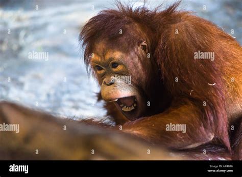 Male Orangutans Hi Res Stock Photography And Images Alamy