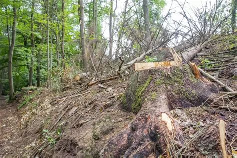 Willkür im Fasaneriewald Zweibrücken RHEINPFALZ