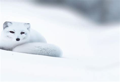 Discovering The Secrets How Do Arctic Foxes Survive In The Harsh