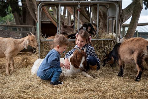 9 Best Animal Farms in Melbourne for Kids - Mum's Little Explorers