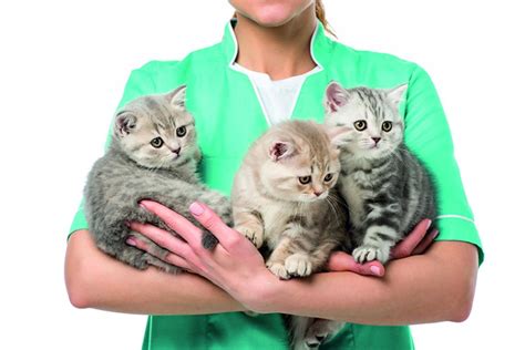 Últimos Avances En Inmunología Veterinaria Im Veterinaria