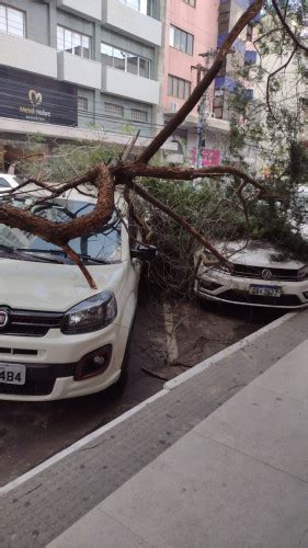 Ventania derruba galho de árvore sobre carros e motos no centro de