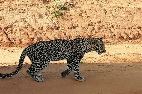 Excurs O De Um Dia Ao Parque Nacional Tsavo East Saindo De Mombasa Ou