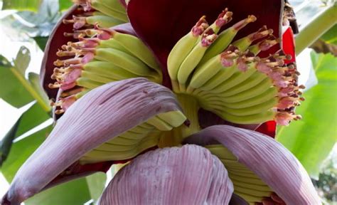 Manfaat Jantung Pisang Untuk Kesehatan Bikin Happy Hingga Ampuh