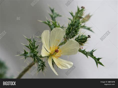 White Flower On Thorny Weed Image And Photo Bigstock