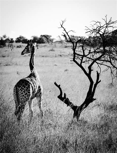 Afrika Giraffe Tier Kostenloses Foto Auf Pixabay