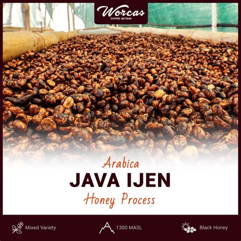 Jual Green Bean Arabica Java Ijen Honey Process 1Kg Biji Kopi Mentah