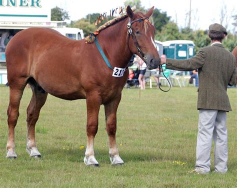 Suffolk Punch | Suffolk punch, Horse breeds, Draft horses