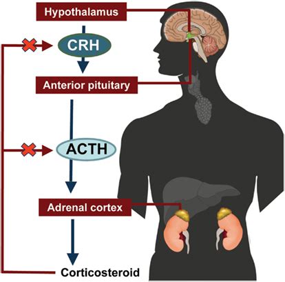 Frontiers Multiple Sclerosis Relapses And The Mechanism Of Action