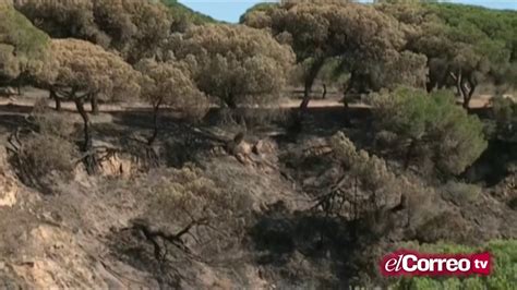 El Incendio De Doñana Ha Quemado 8486 Hectáreas De Matorral Y Arbolado