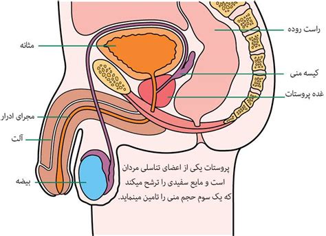 همه چیز درباره بیماری پروستات و علائم آن آی مد تجهیز