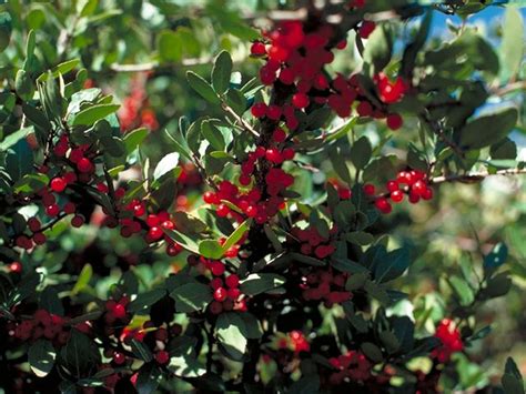 Ilex Vomitoria Yaupon Holly Need A Male And A Female Grow 10 15 Ft