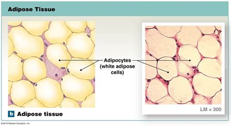 Adipose Adipose Tissue Adipose Tissue