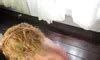 Topless Hair Combing Blonde Blonde Porn Feat Lolacam By FapHouse