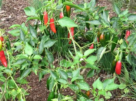 Pimenta Dedo de Moça Benefícios e Nome Cientifico Mundo Ecologia