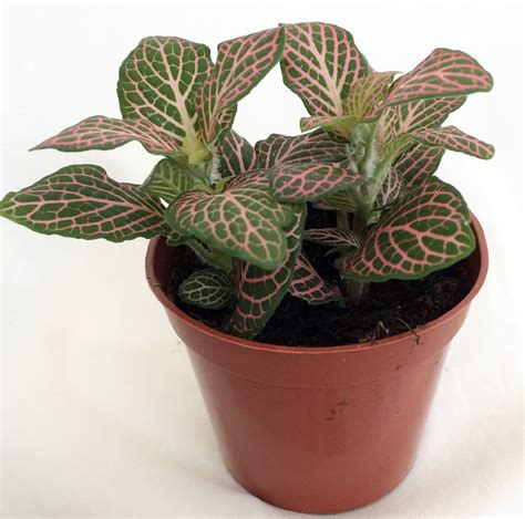 Nerve Plant Care Light Fittonia Plant Care Learn How To Grow