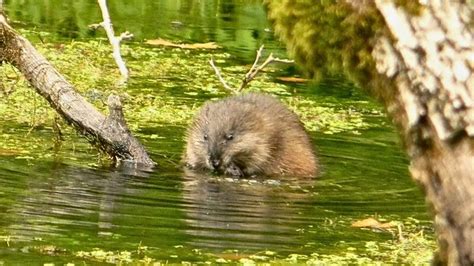 6 Effective Methods For Getting Rid Of Muskrats In Your Yard When You