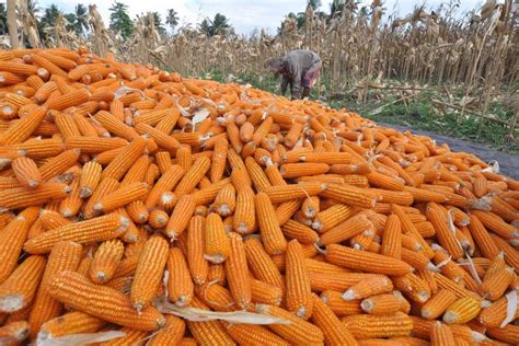 Menggali Lebih Dalam Manfaat Jagung Manis Untuk Kesehatan Jabarjuara Co