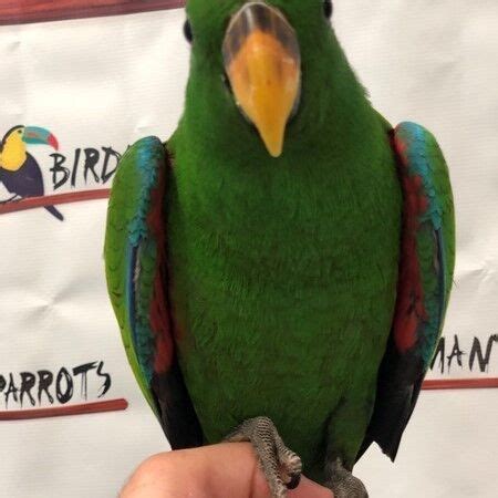 Solomon Eclectus Parrot For Sale Novan Bird S For Sale