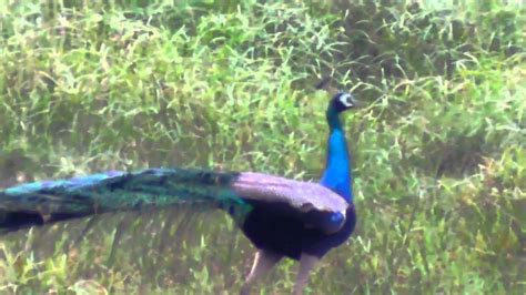 Peacocks In The Wild Youtube