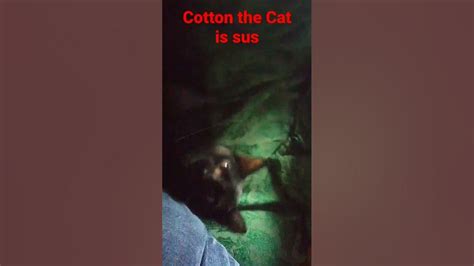 Cotton The Cat Is Sus 1 Youtube