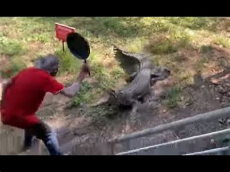 Watch Man Fights Off Charging Crocodile With Frying Pan Video Goes