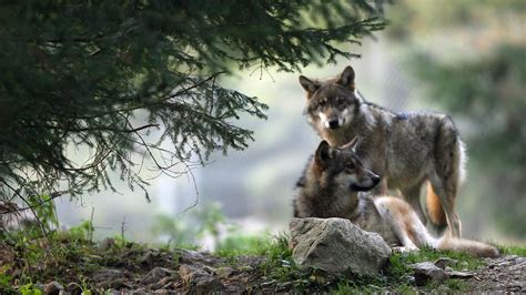 Parc national des Abruzzes comment les éleveurs cohabitent avec les