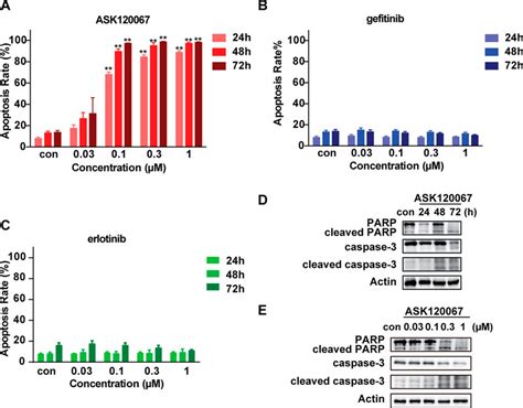 Frontiers Ask Limertinib Exerts Pre Clinical Anti Tumor