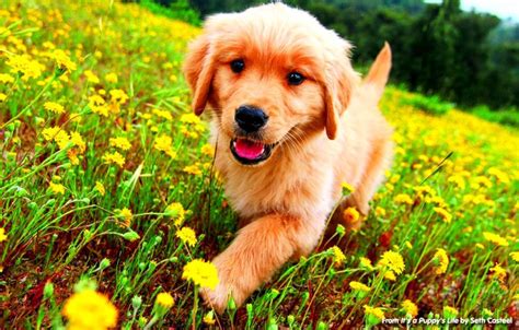 Golden Retriever Puppies Wallpapers - Wallpaper Cave