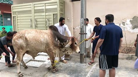 Cow Qurbani 2022 In Lahore Eid Ul Adha YouTube