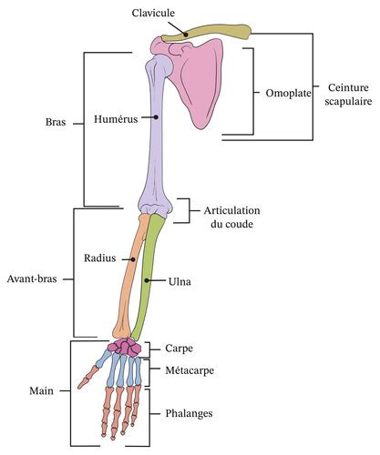 Chp Squelette Du Membre Thoracique Cartes Quizlet