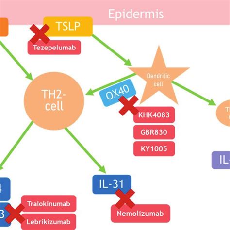 Biologics And Their Targets For Atopic Dermatitis Treatment Download Scientific Diagram