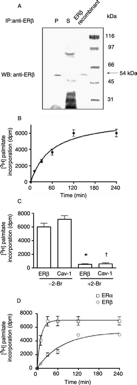 Erb Palmitoylation A Western Blot Analysis Of Immunoprecipitated Erb Download Scientific