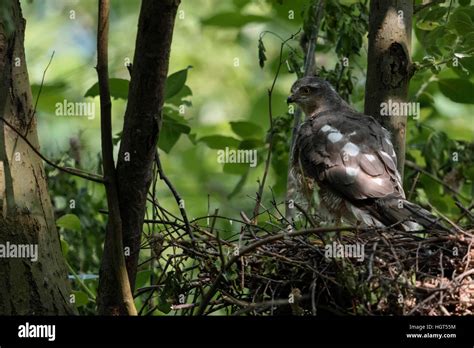 Gavil N Accipiter Nisus La Hembra Adulta Encaramado En El Borde