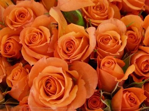 Babe Spray Rose Roses Flowers By Category Sierra Flower Finder