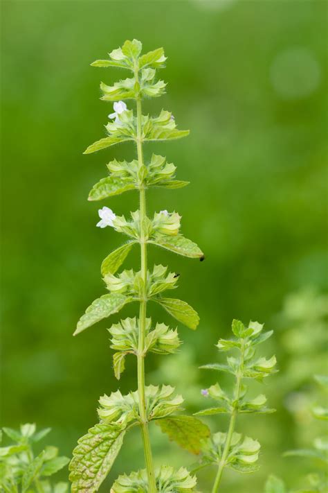 MATIČNJAK Melissa officinalis L Institut Dr Josif Pančić