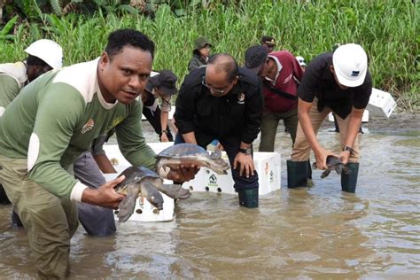 Bbksda Papua Melepas Ekor Labi Labi Moncong Babi Di Hutan Timika