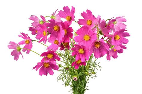 Bouquet Of Pink Cosmos Flowers Stock Photo Image Of Flora Autumn