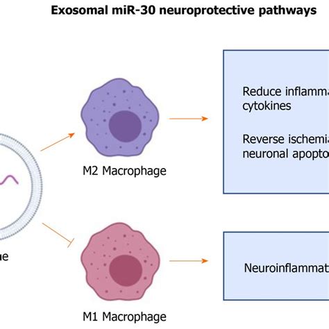 Exosomal MiR 30 Regulated Autophagy Mediated Brain Injury By Promoting