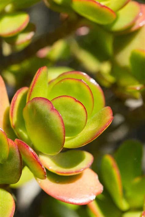 Tipos De Plantas De Jade Inicio Estratosfera Arquidia Mantina