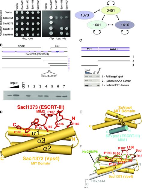 A Interactions Between Escrt Iii Proteins Detected By Yeast