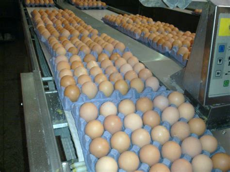 Organic Fresh Chicken Table Eggs Fertilized Hatching Eggs South