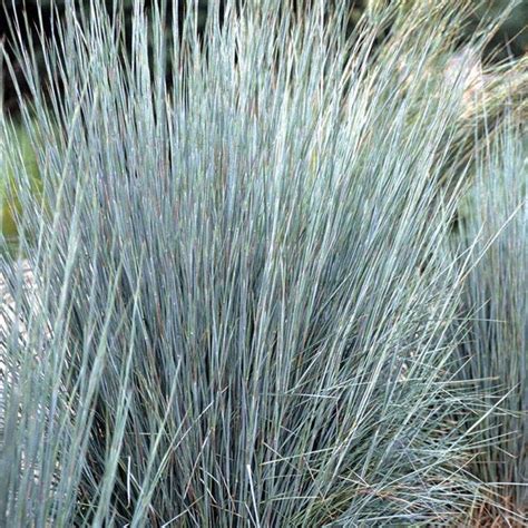 Little Bluestem Grass Schizachyrium American Meadows