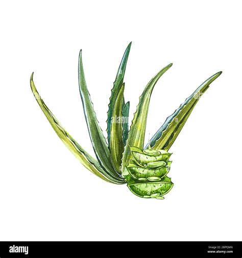 Aloe Vera Watercolor Succulent Aloe Green Plant Watercolor Hand